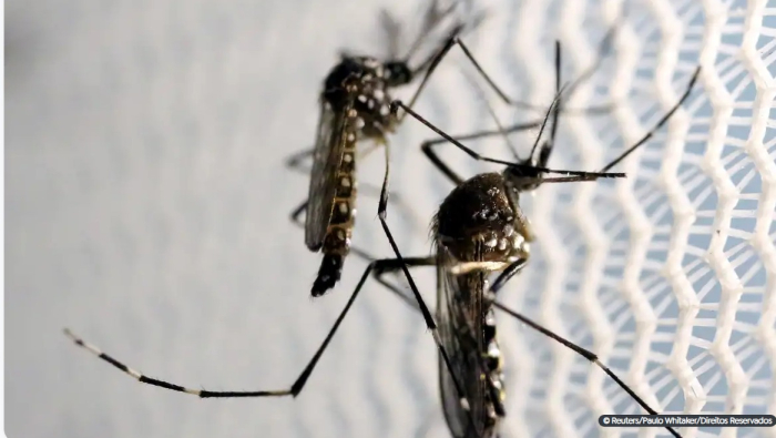 Crianças de até 5 anos morrem mais de dengue, revela pesquisa 