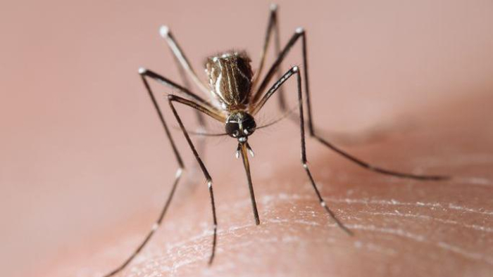 Dengue: quais remédios são contraindicados e quais podem ser usados para tratar sintomas
